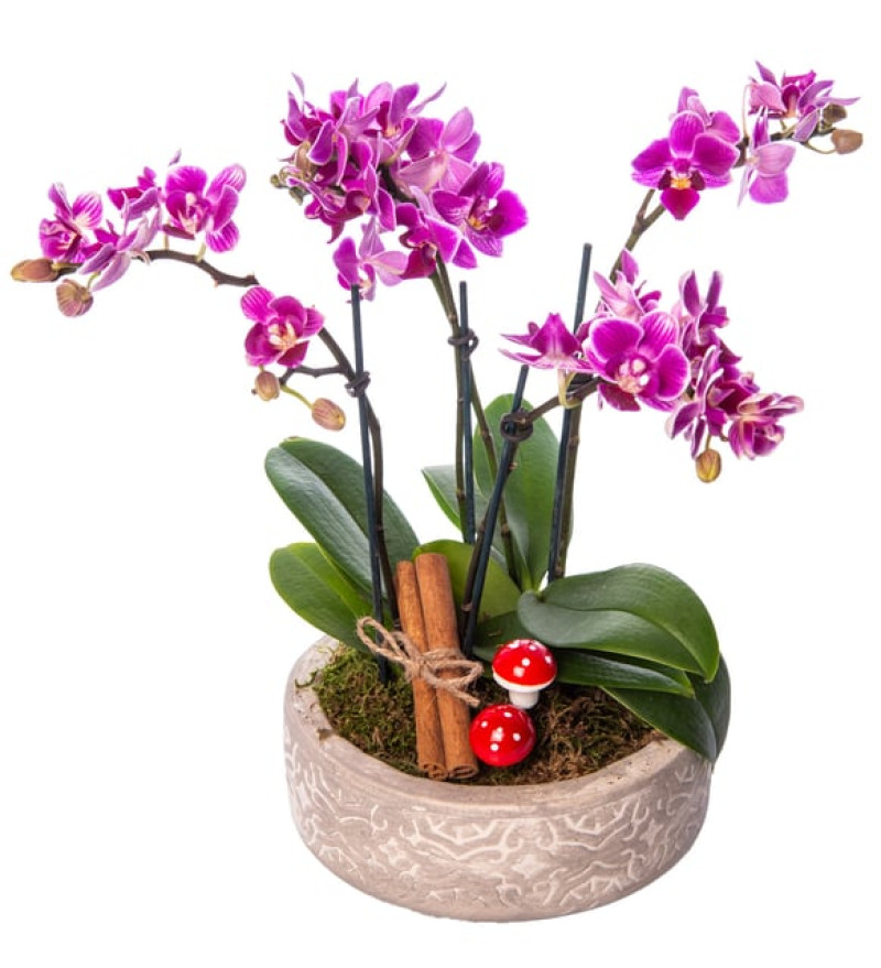Beton Eskitme Saksıda 4 Dal Mini Orkide
