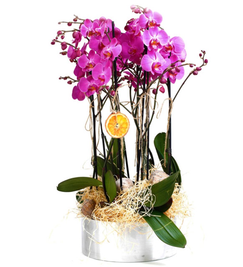 8 Dal Orkide Mor Orkide