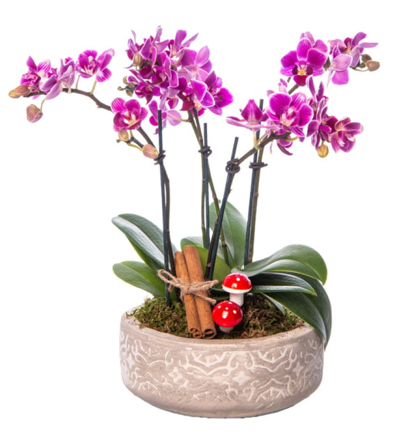 Beton Eskitme Saksıda 4 Dal Mini Orkide