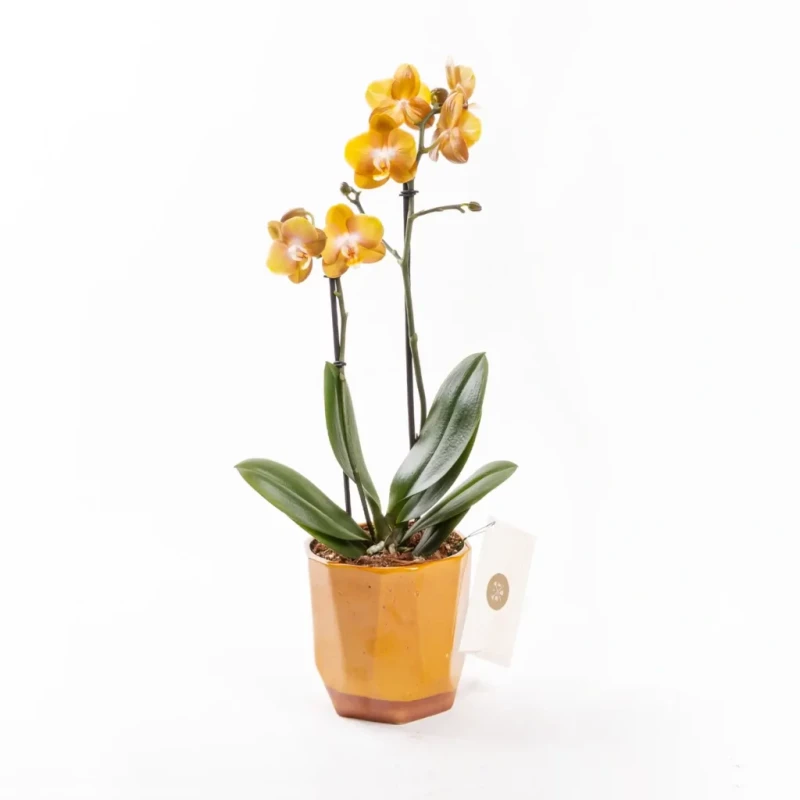 Honey – Turuncu Kırçıllı Çift Dallı Orkide
