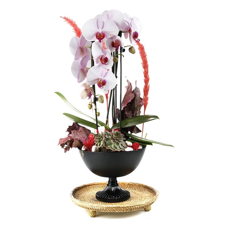 Deluxe Curling Orkide