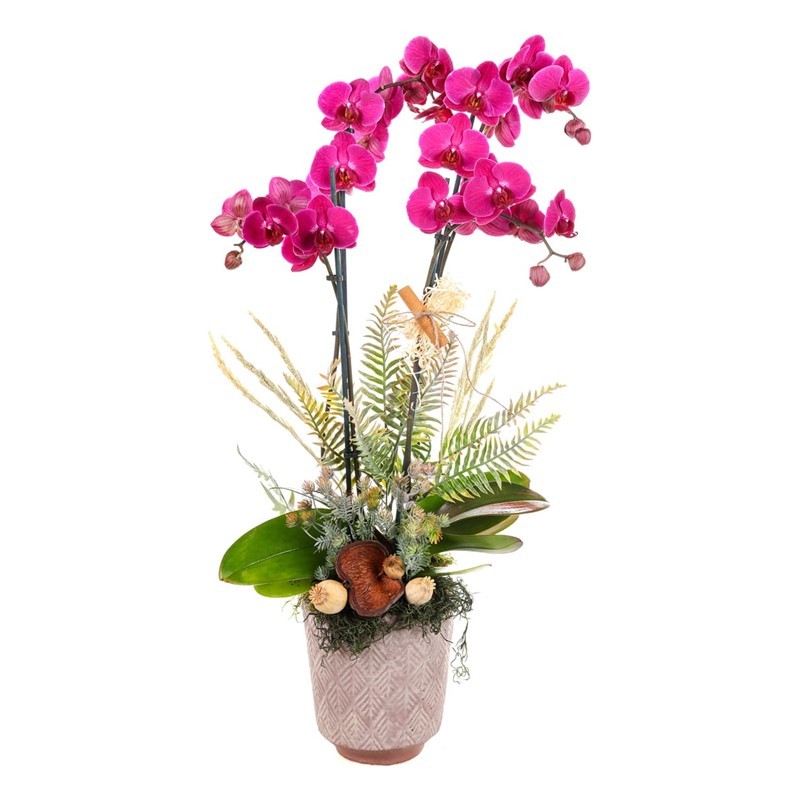 Tonal Bloom Premium Orkide